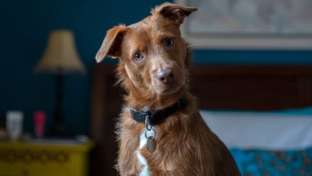 Veterinārārsts: «Kad suns pagriež galvu, tas nozīmē, ka viņam ir ļoti svarīgi tas, ko jūs sakāt».