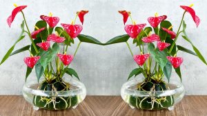 Augs, kas zied 365 dienas gadā un ko var audzēt podiņā.