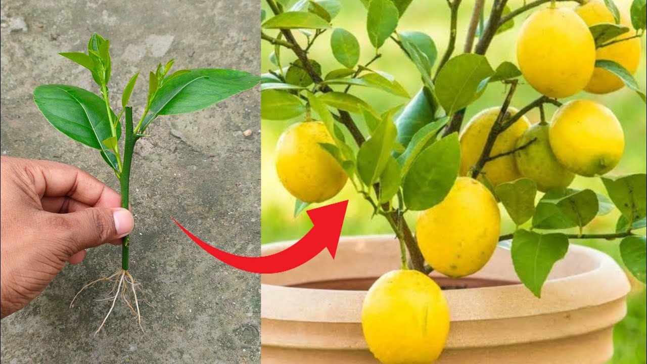 Kāda ietekme uz augu ir citrona mizas novietošanai pie citrona koka pamatnes?