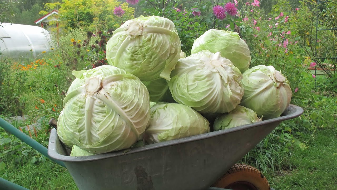 Nīderlandes lauksaimniekam ir uzkrājušās 100 tonnas kāpostu, kurus viņš nevar pārdot, un viņa lēmums izpelnījās aplausus sociālajos tīklos.