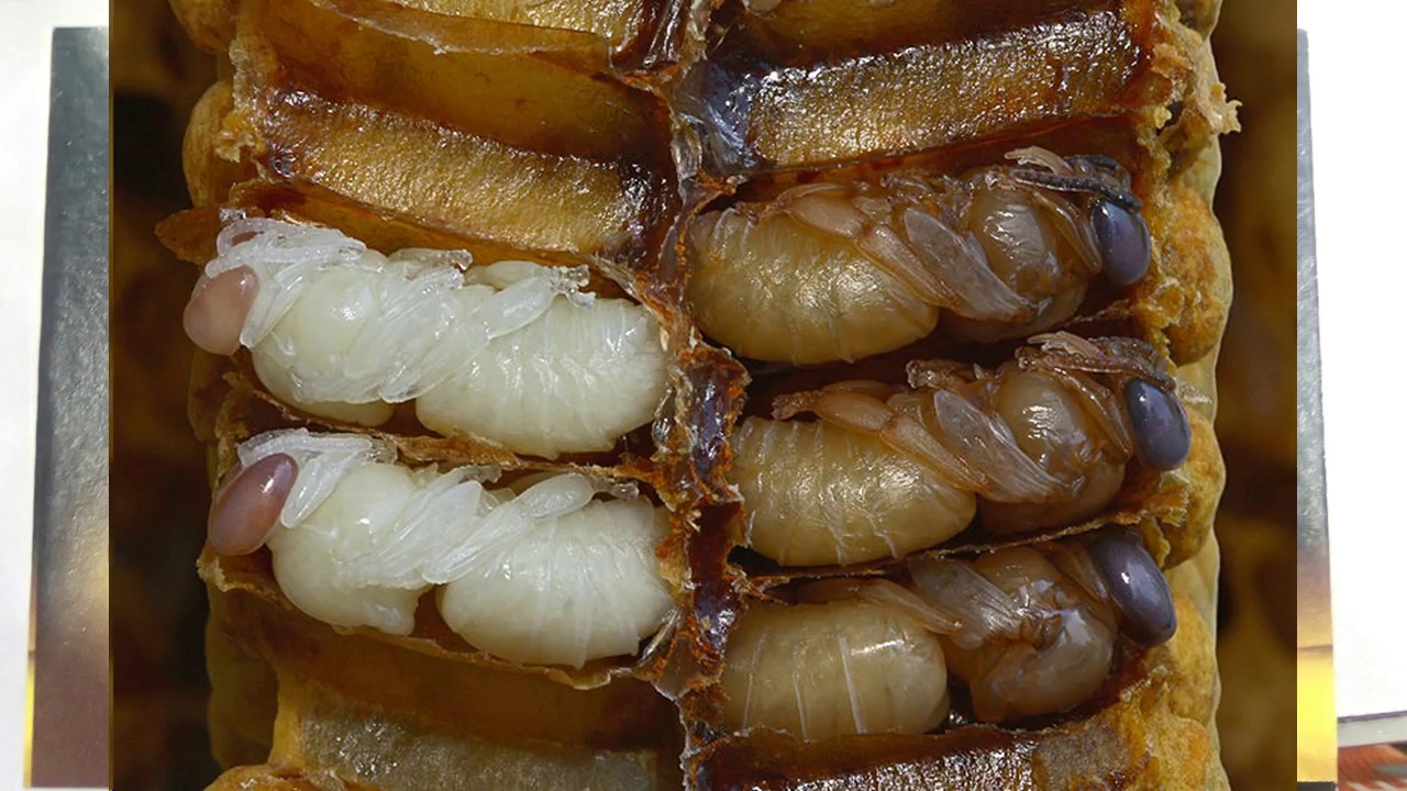 Tas izklausās dīvaini, bet zinātne to apstiprina: pirms 20 000 gadiem bites dēja olas citu dzīvnieku kaulos.