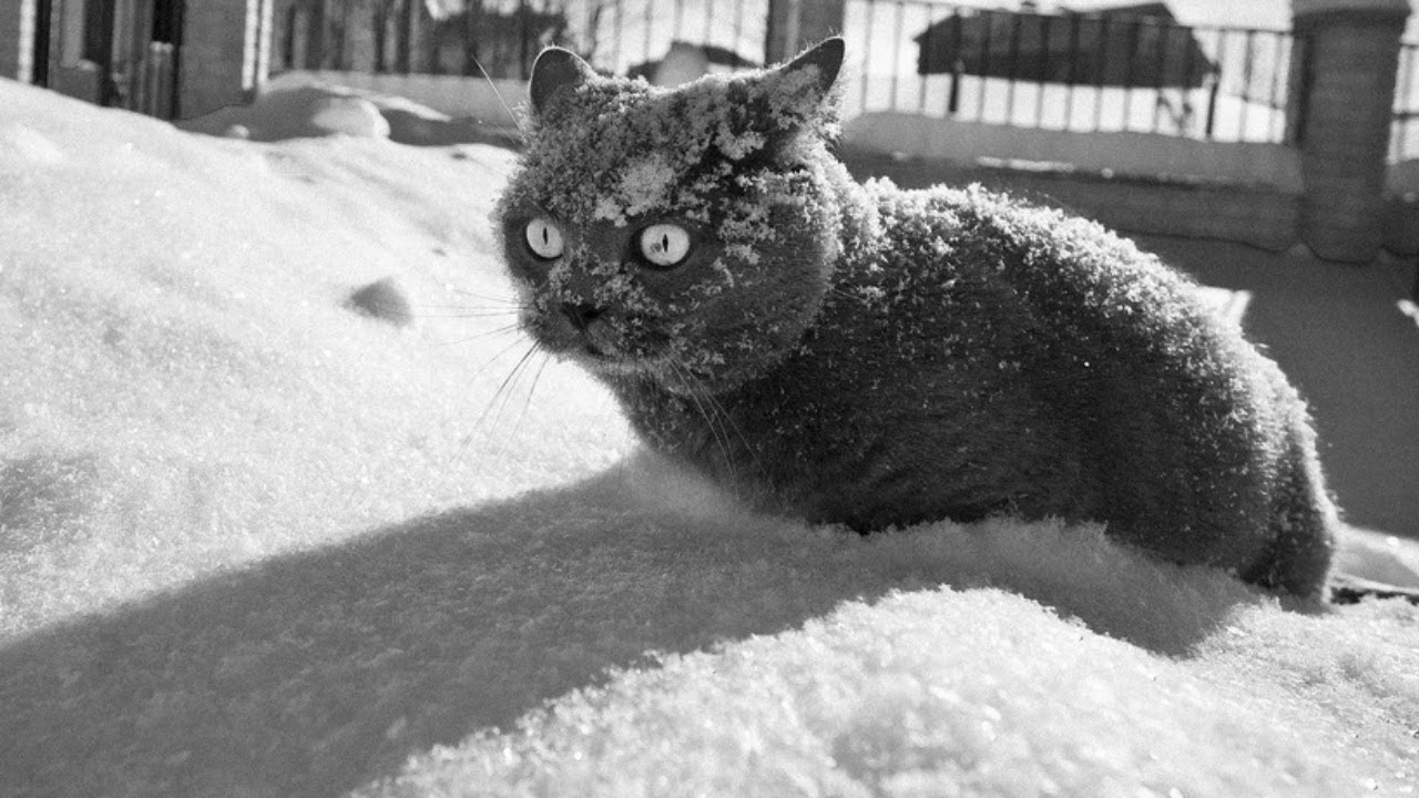 Kādā temperatūrā jūsu kaķis patiešām sāk ciest no aukstuma?