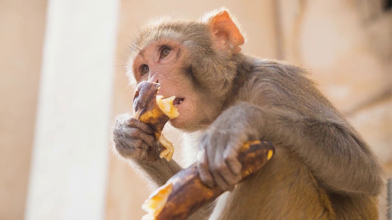 Pasaules pērtiķu diena: 6 interesanti fakti par šiem dzīvniekiem un to, kāpēc tie spēlē galveno lomu ekosistēmās.