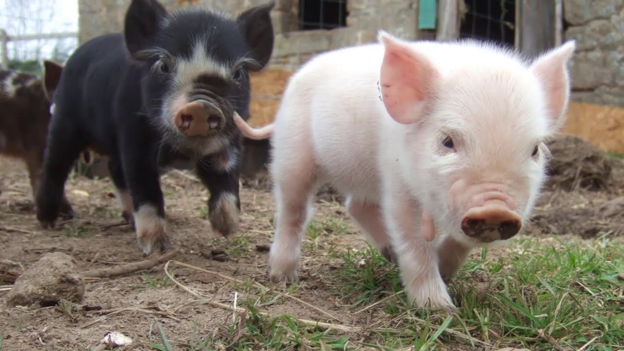 Pētnieki analizēja 400 paraugus un apstiprināja, ka pilsētu un lauku savvaļas cūkas ir ģenētiski atšķirīgas.