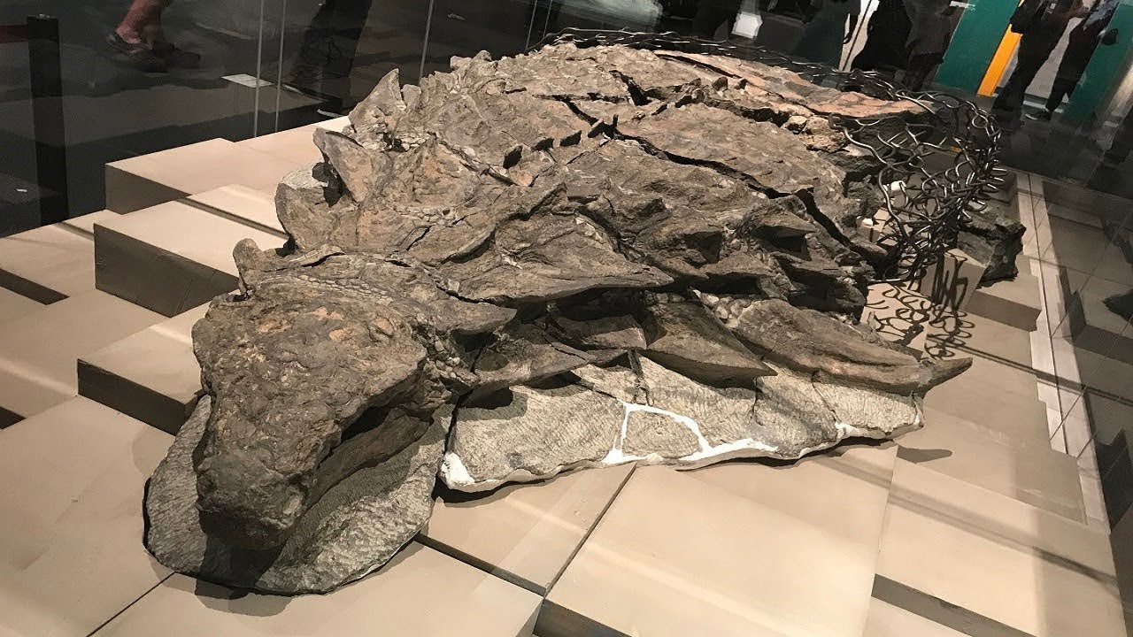 Paleontologi ir pārsteigti: viņi ir atklājuši “bezprecedenta vietu”, kur atrasti vismaz 800 dinozauru fosilijas.