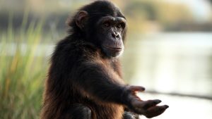 Pasaules pērtiķu diena: 6 interesanti fakti par šiem dzīvniekiem un to, kāpēc tie spēlē galveno lomu ekosistēmās.