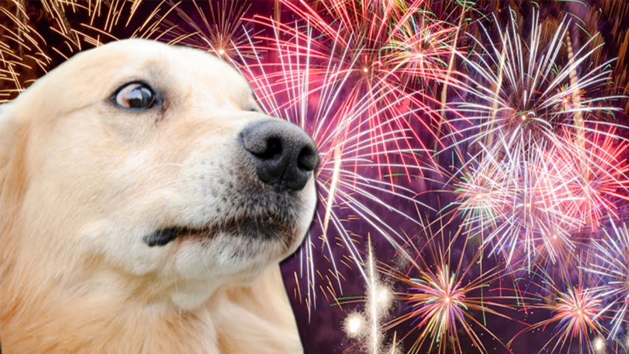 Ne nomierinoši līdzekļi, ne medikamenti: kā novērst suņa satraukumu no uguņošanas Jaungada naktī.