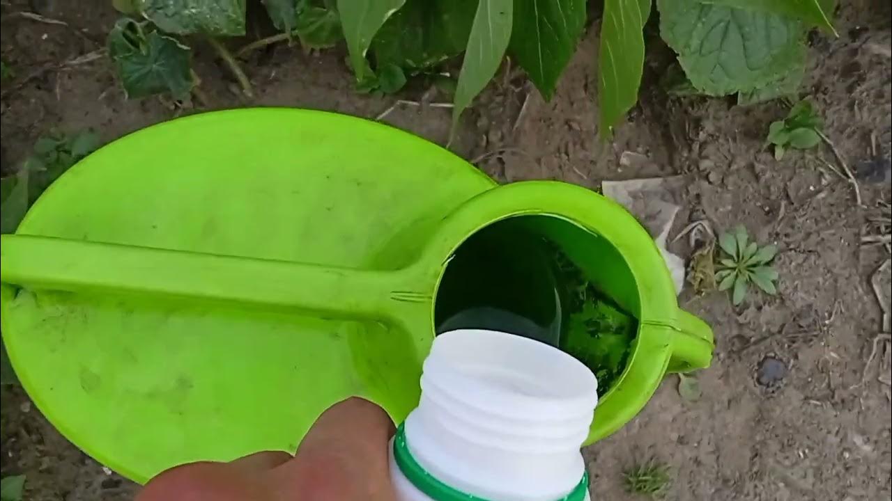 Kā pagatavot pašdarinātus insekticīdus un mēslošanas līdzekļus, pēc inženiera domām.