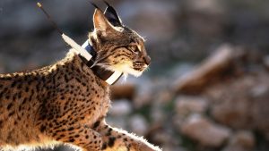 Zinātnieki ir pārsteigti: Spānijas un Portugāles lūši tagad krustojas savā starpā un vairs nav izolētas populācijas.