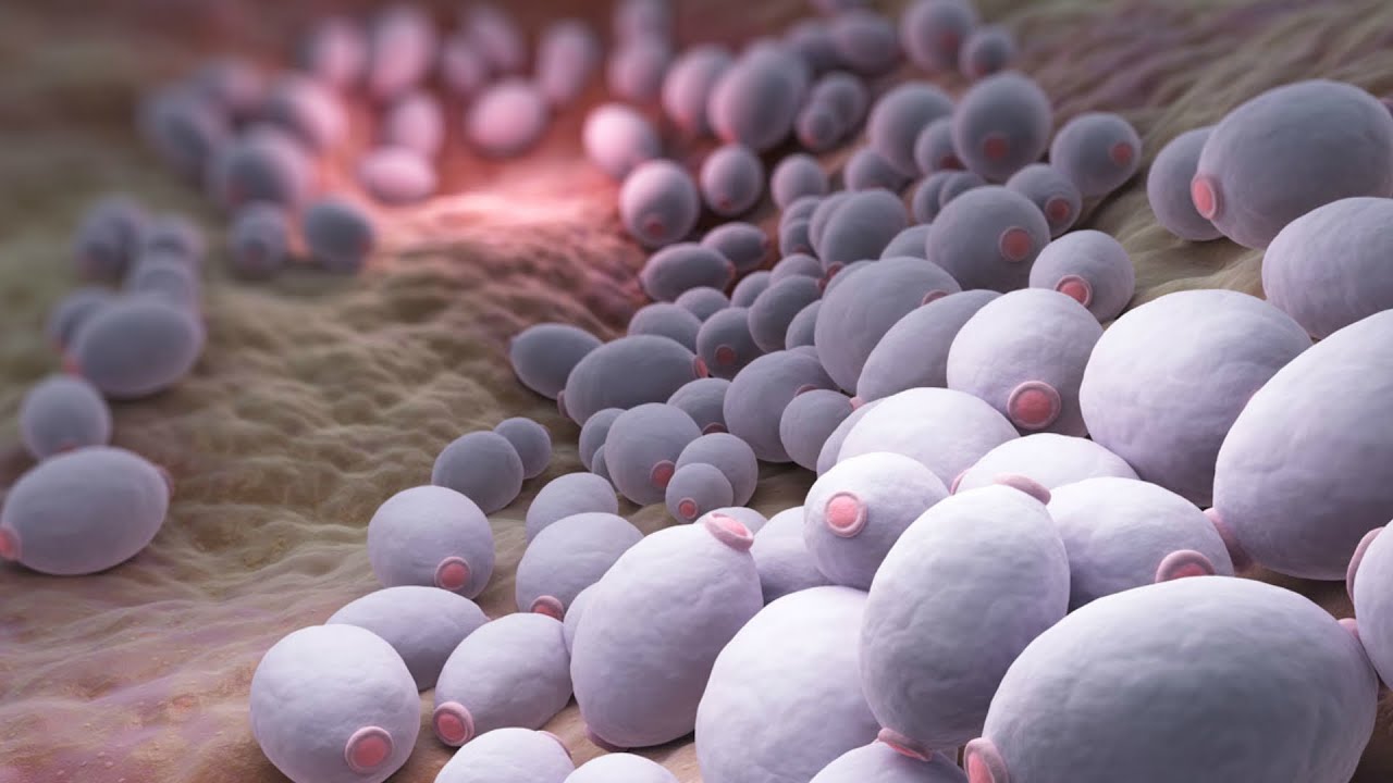 Zinātnieki ir atraduši iespējamo veidu, kā cīnīties ar sēnīti, kas skar pacientus slimnīcās.