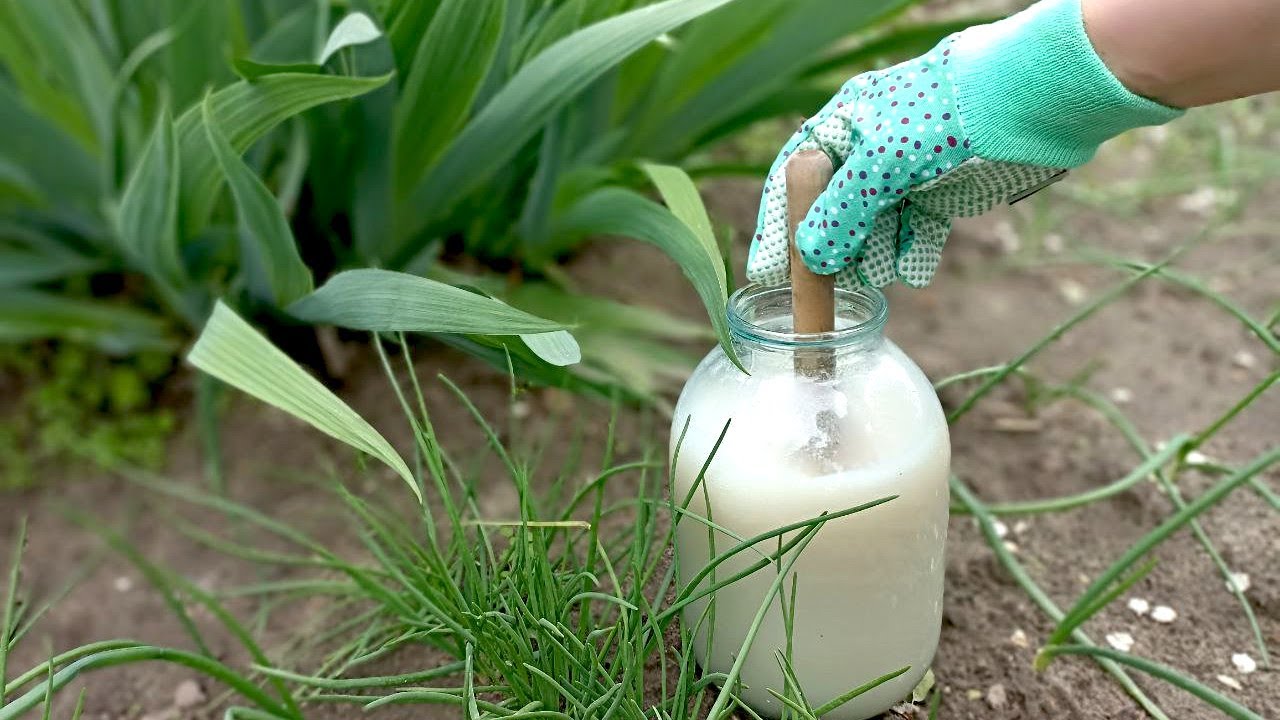 Kā pagatavot pašdarinātus insekticīdus un mēslošanas līdzekļus, pēc inženiera domām.