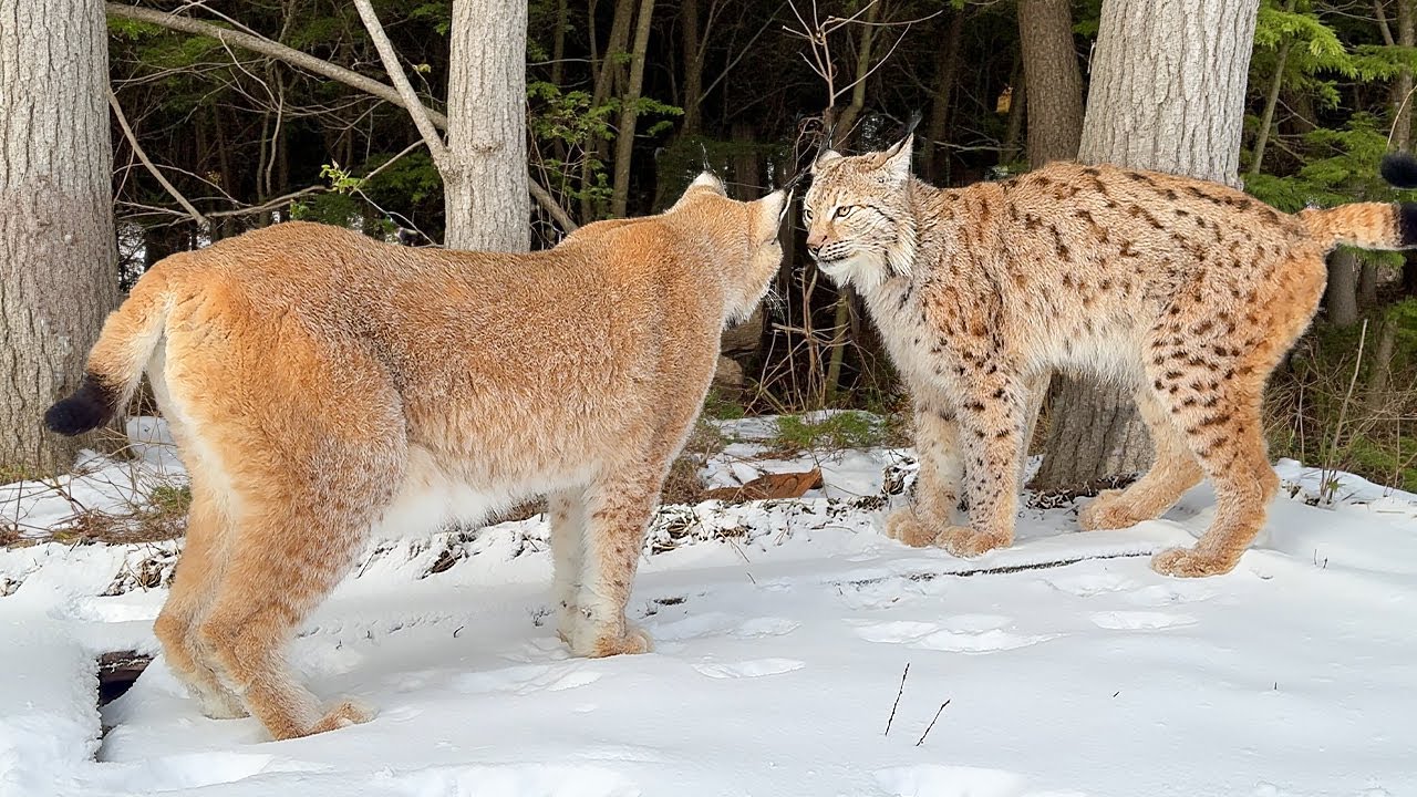 Zinātnieki ir pārsteigti: Spānijas un Portugāles lūši tagad krustojas savā starpā un vairs nav izolētas populācijas.