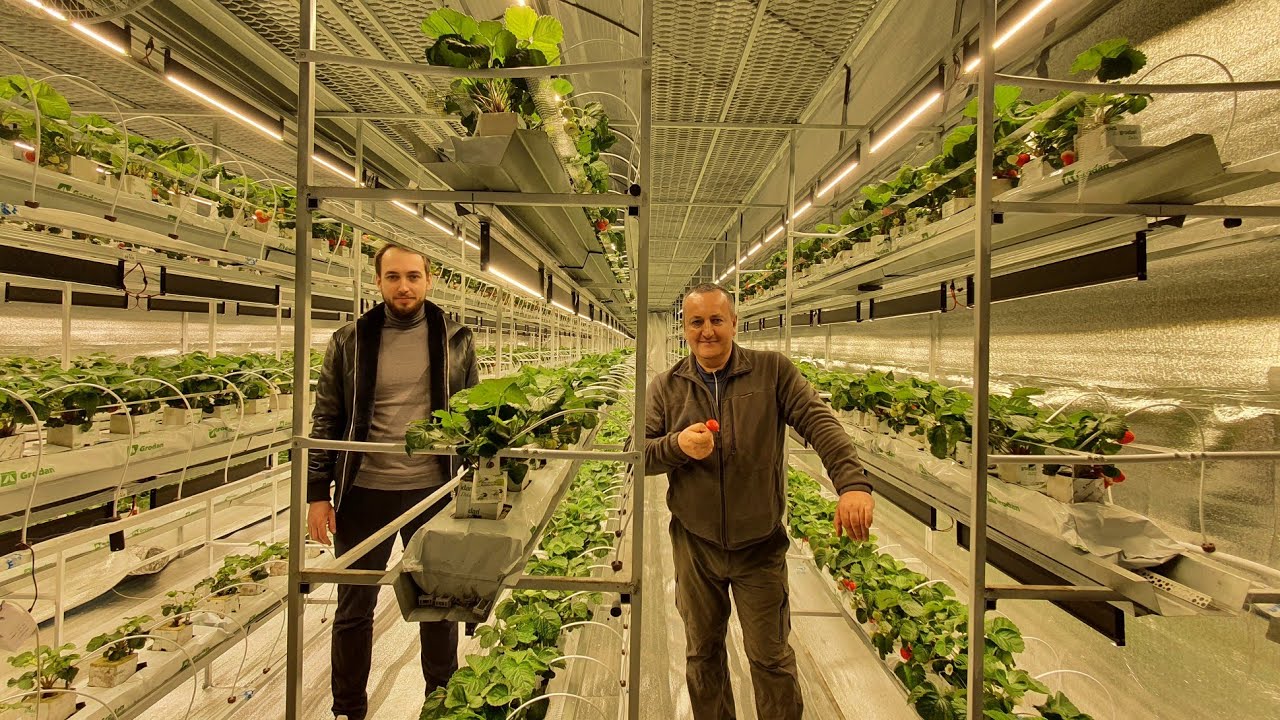 Zemeņu fermas īpašniekam pēc bankrota lēmuma pieņemšanas ir piespriests samaksāt 1,1 miljonu dolāru.