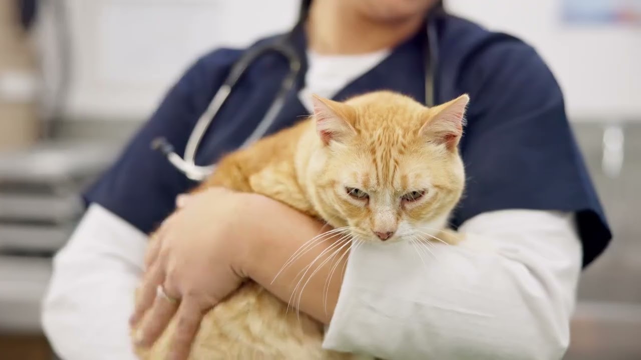 Veterinārārsti brīdina cilvēkus, kuri dzīvo mājās ar kaķiem un bērniem.