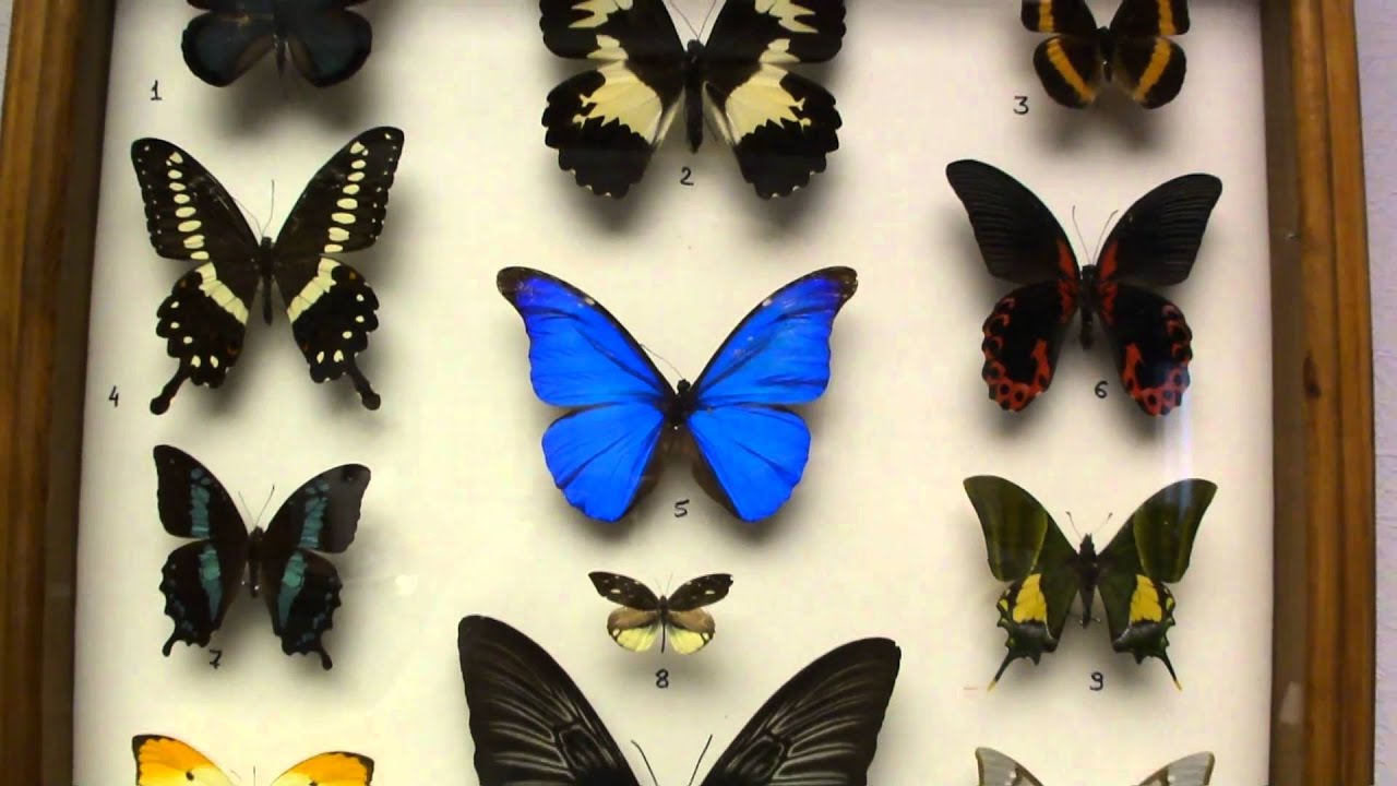 Londonas muzejā tika atklāti deviņi iepriekš nezināmi Dienvidamerikas tauriņu sugas.