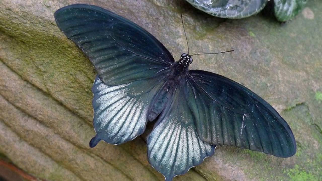 Londonas muzejā tika atklāti deviņi iepriekš nezināmi Dienvidamerikas tauriņu sugas.