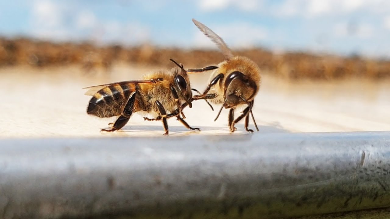 Tas šķiet dīvaini, bet zinātne to apstiprina: bites ļoti efektīvi palīdz aizsargāt ziloņus.