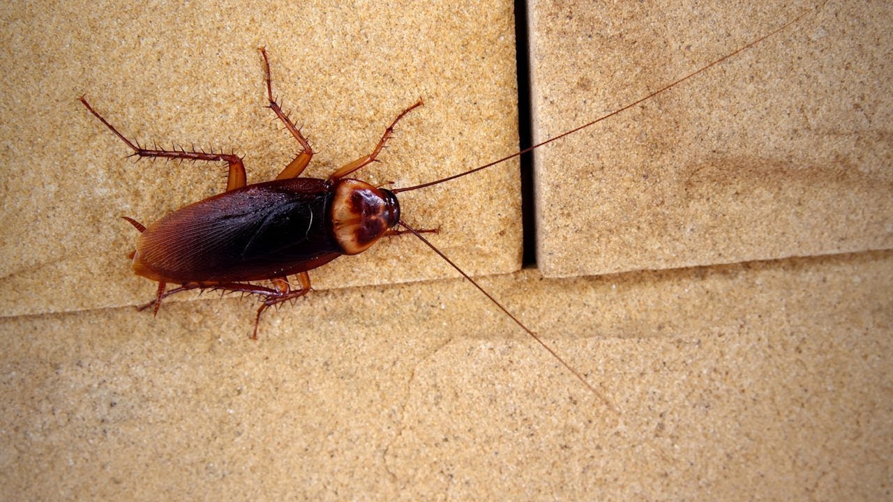 Kā atbrīvoties no prusakiem mājā, izmantojot nelielu daudzumu oregano: efektīvs mājas līdzeklis pret kukaiņiem.