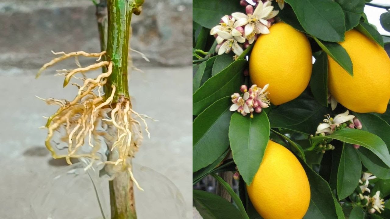 Kāda ietekme uz augu ir citrona mizas novietošanai pie citrona koka pamatnes?