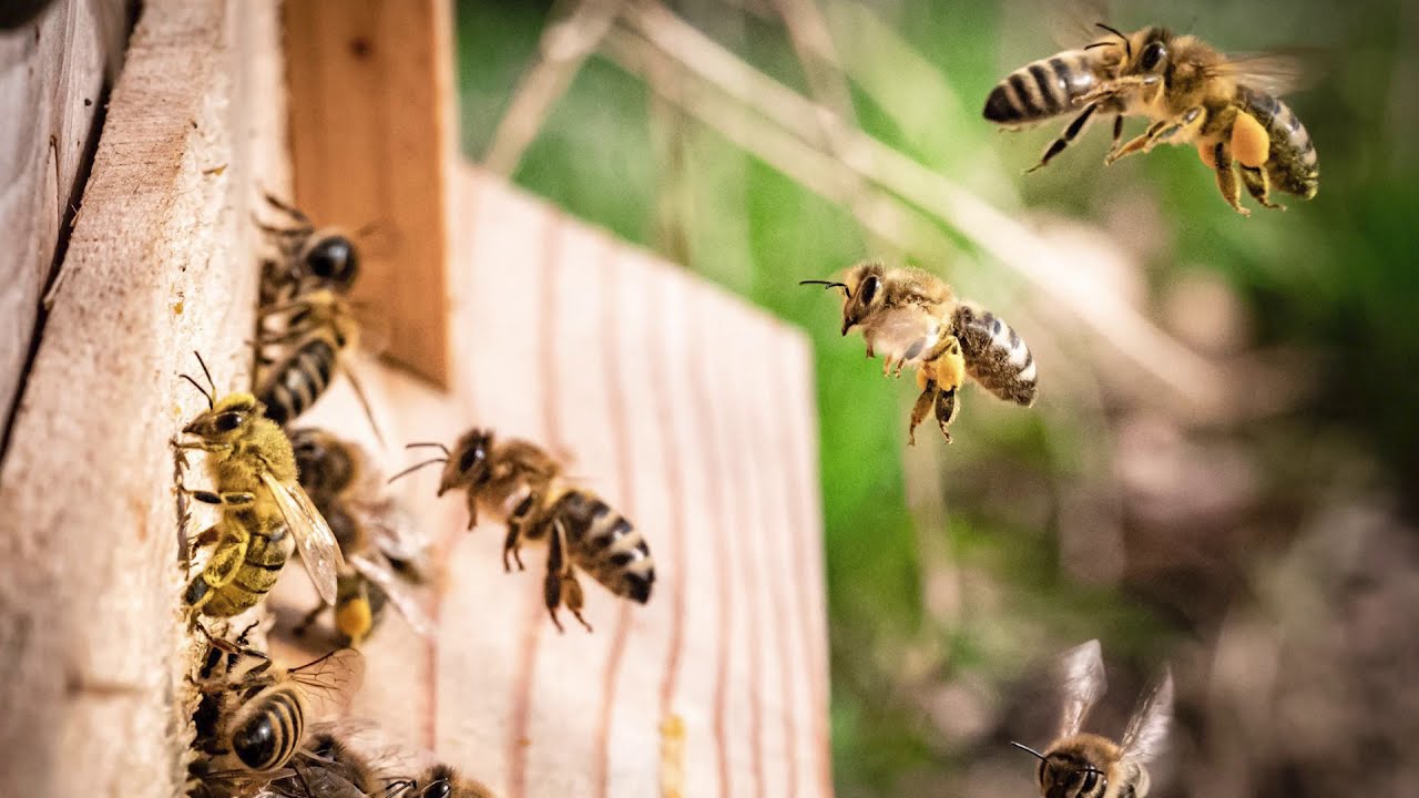 Tas šķiet dīvaini, bet zinātne to apstiprina: bites ļoti efektīvi palīdz aizsargāt ziloņus.