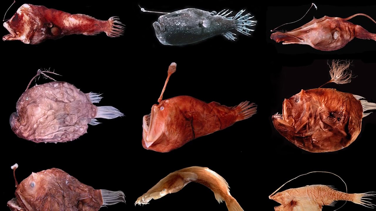 Jaunā Conicet fotogrāfija, kurā redzami dziļūdens apgabalu iemītnieki, izraisīja lielu interesi.