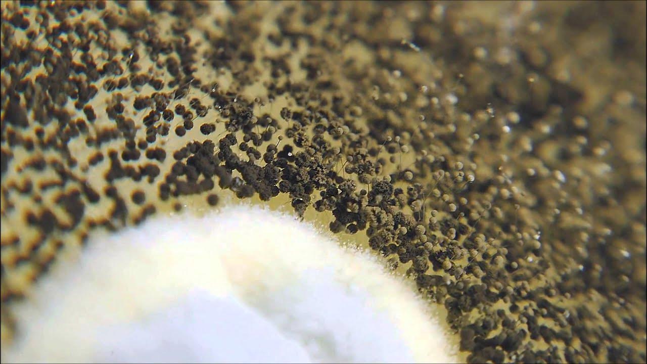 Augsne ir pārklāta ar pelējumu vai mušām: cēloņi un risinājumi.