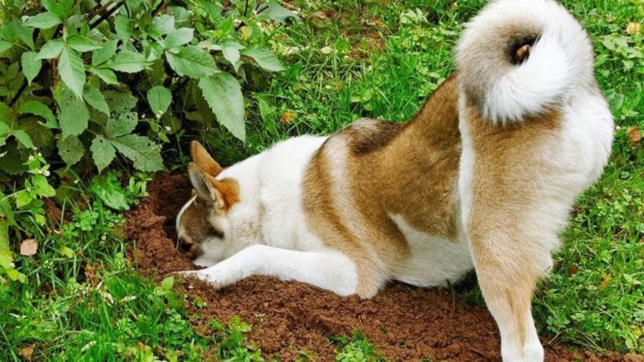 Kas nozīmē, ka jūsu suns raka bedres dārzā, un kā novērst šo problēmu.