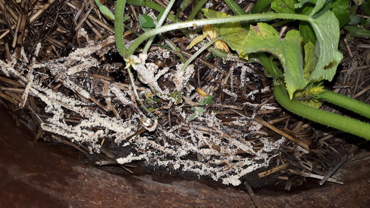 Augsne ir pārklāta ar pelējumu vai mušām: cēloņi un risinājumi.