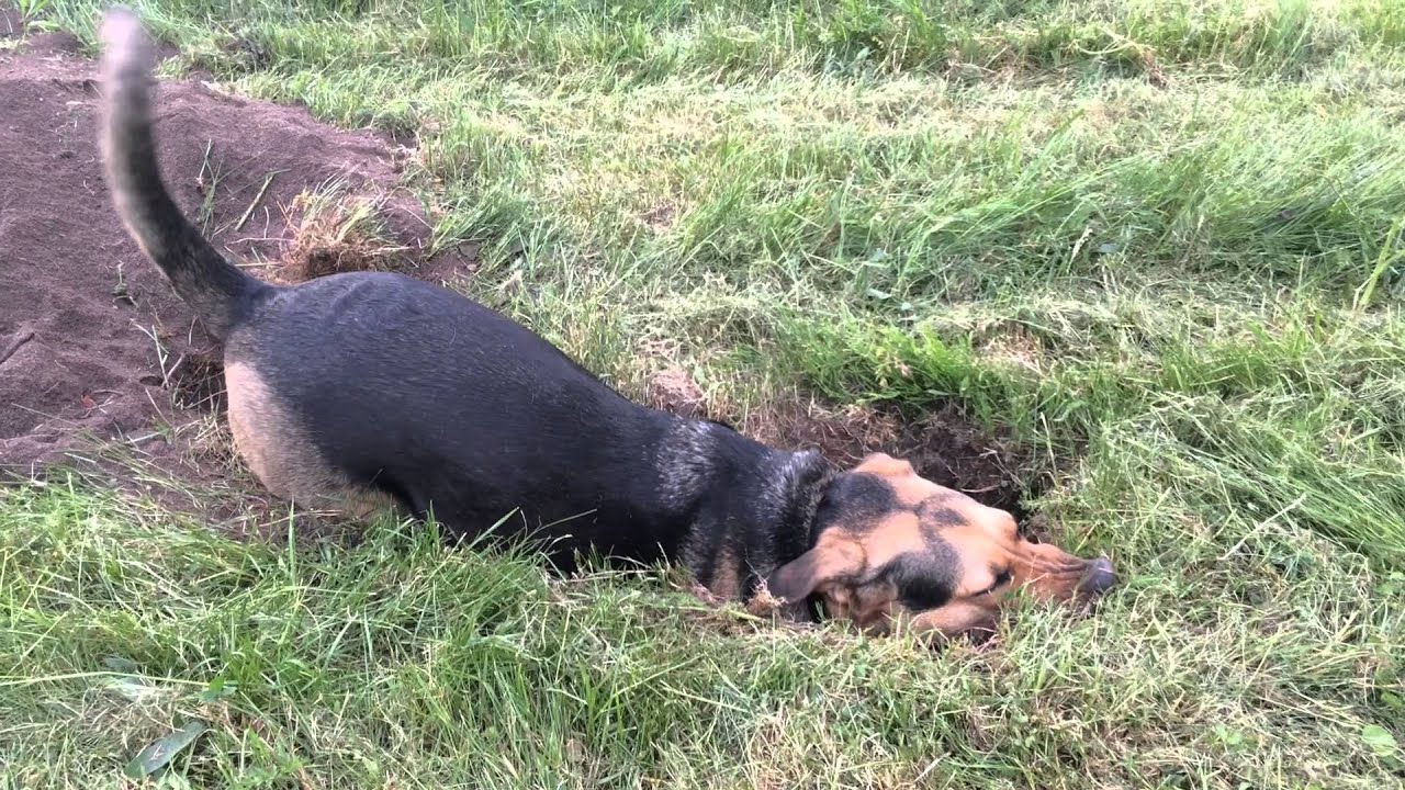 Kas nozīmē, ka jūsu suns raka bedres dārzā, un kā novērst šo problēmu.