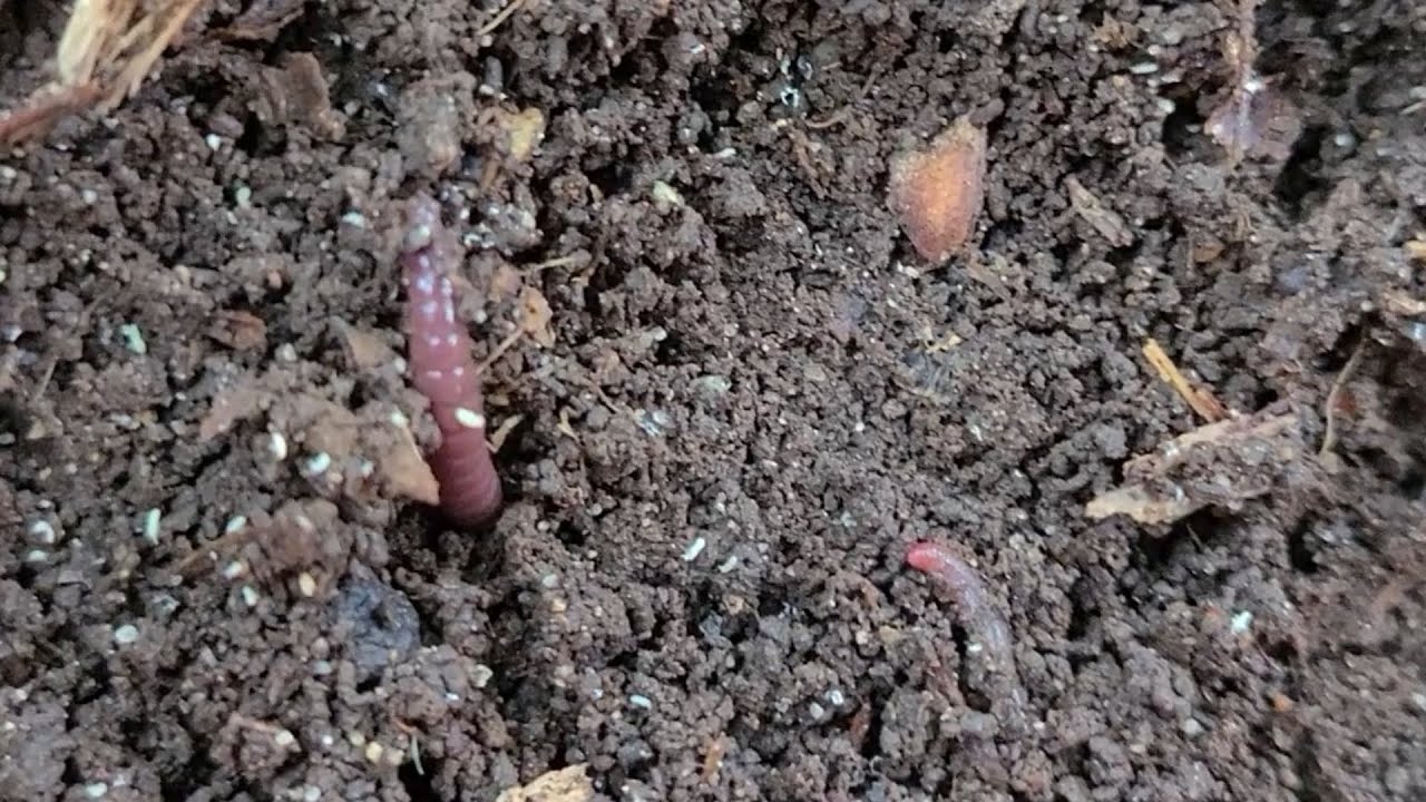 Augsne ir pārklāta ar pelējumu vai mušām: cēloņi un risinājumi.