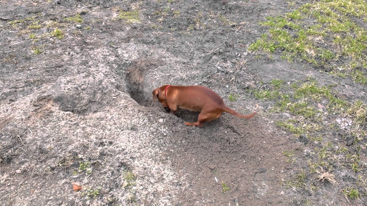 Kas nozīmē, ka jūsu suns raka bedres dārzā, un kā novērst šo problēmu.