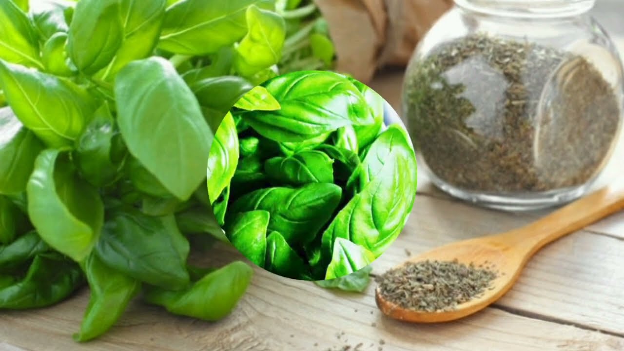 Baziliks un rīsi: kāpēc tos glabāt burciņā mājās?