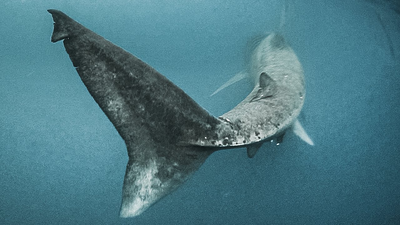 Milzu haizivs no krīta perioda pārrakstīja megapredatoru vēsturi