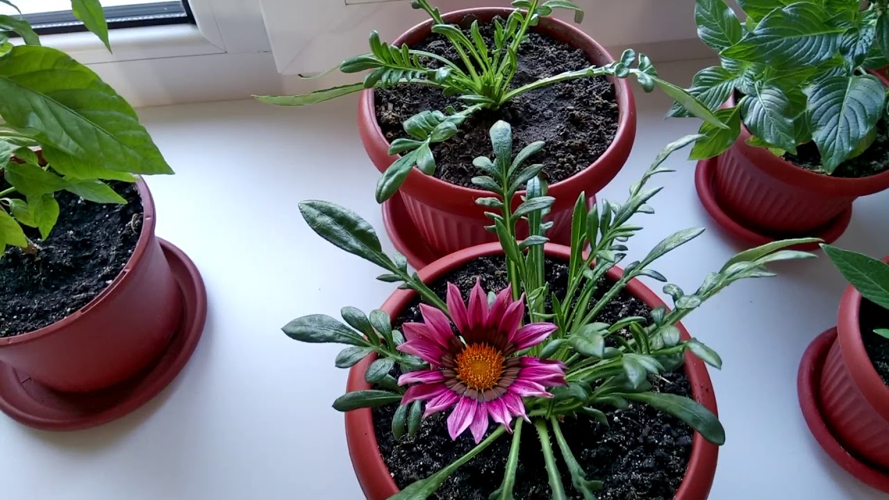 Augs, kas zied 365 dienas gadā un ko var audzēt podiņā.