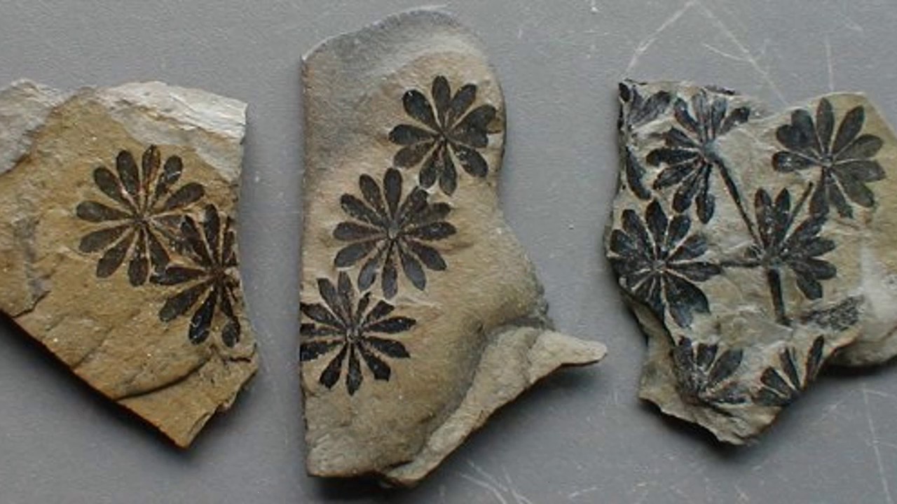 407 miljonus gadu vecs fosilija parāda, kā augi kļuva gigantiski