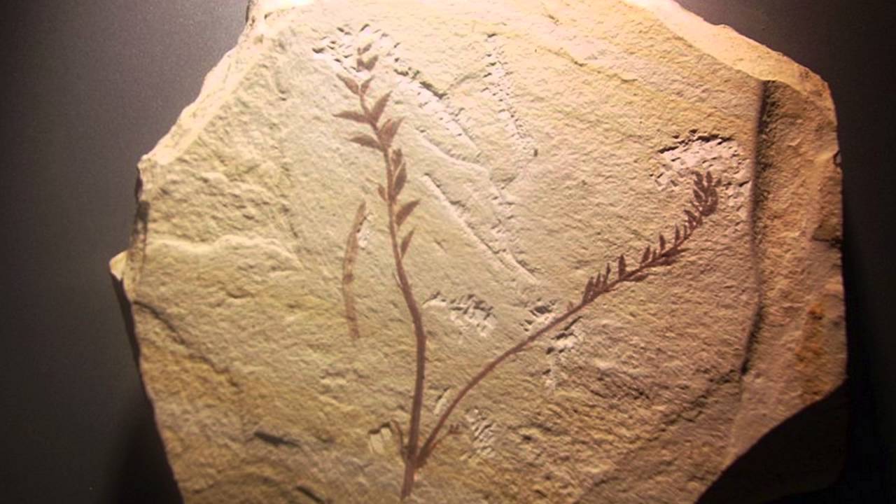 407 miljonus gadu vecs fosilija parāda, kā augi kļuva gigantiski
