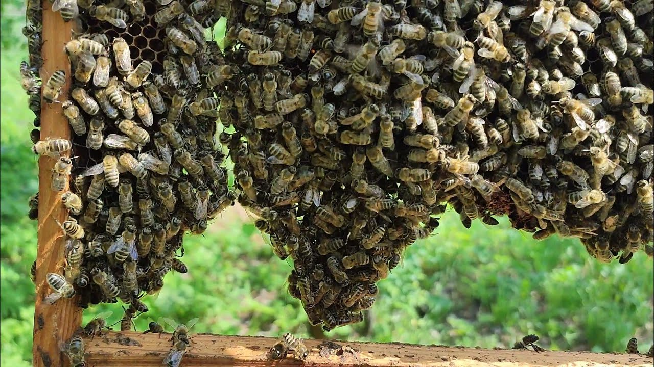 Ko nozīmē bišu parādīšanās jūsu mājā un kāpēc to nevajadzētu ignorēt?