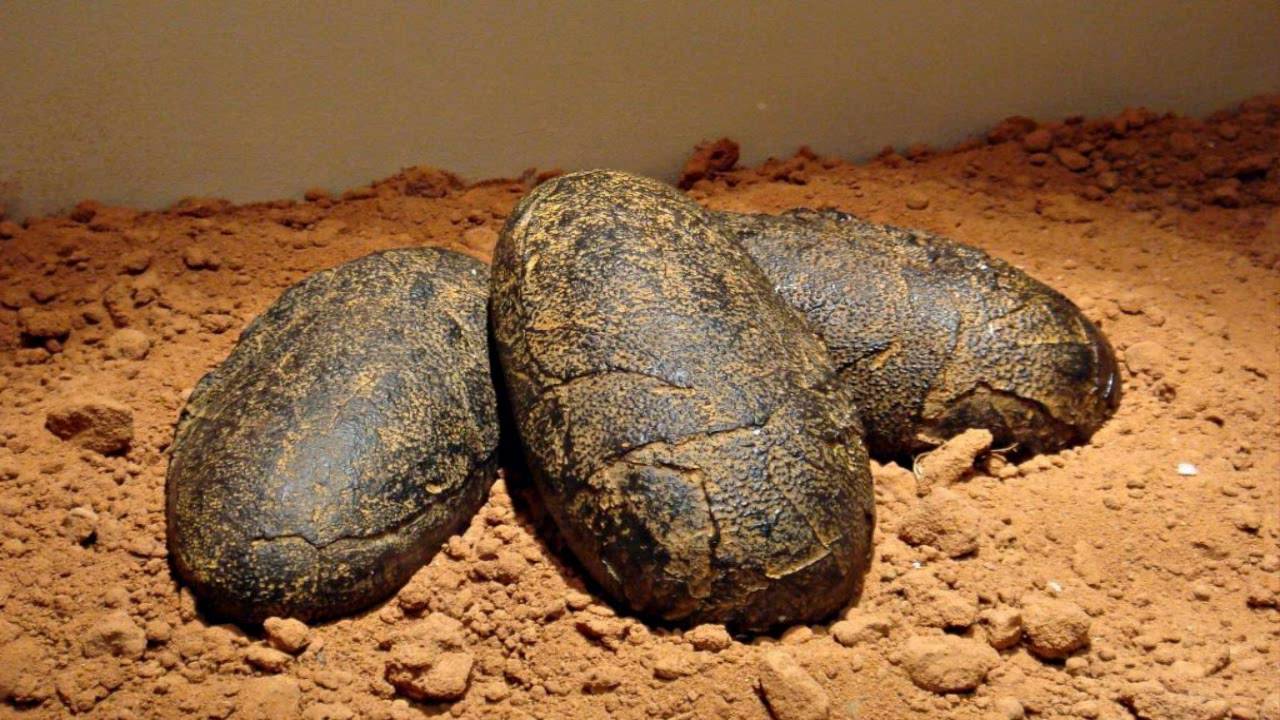 Arheologi nevar noticēt: Spānijā atrastas 72 miljonus gadu vecas dinozauru olas.