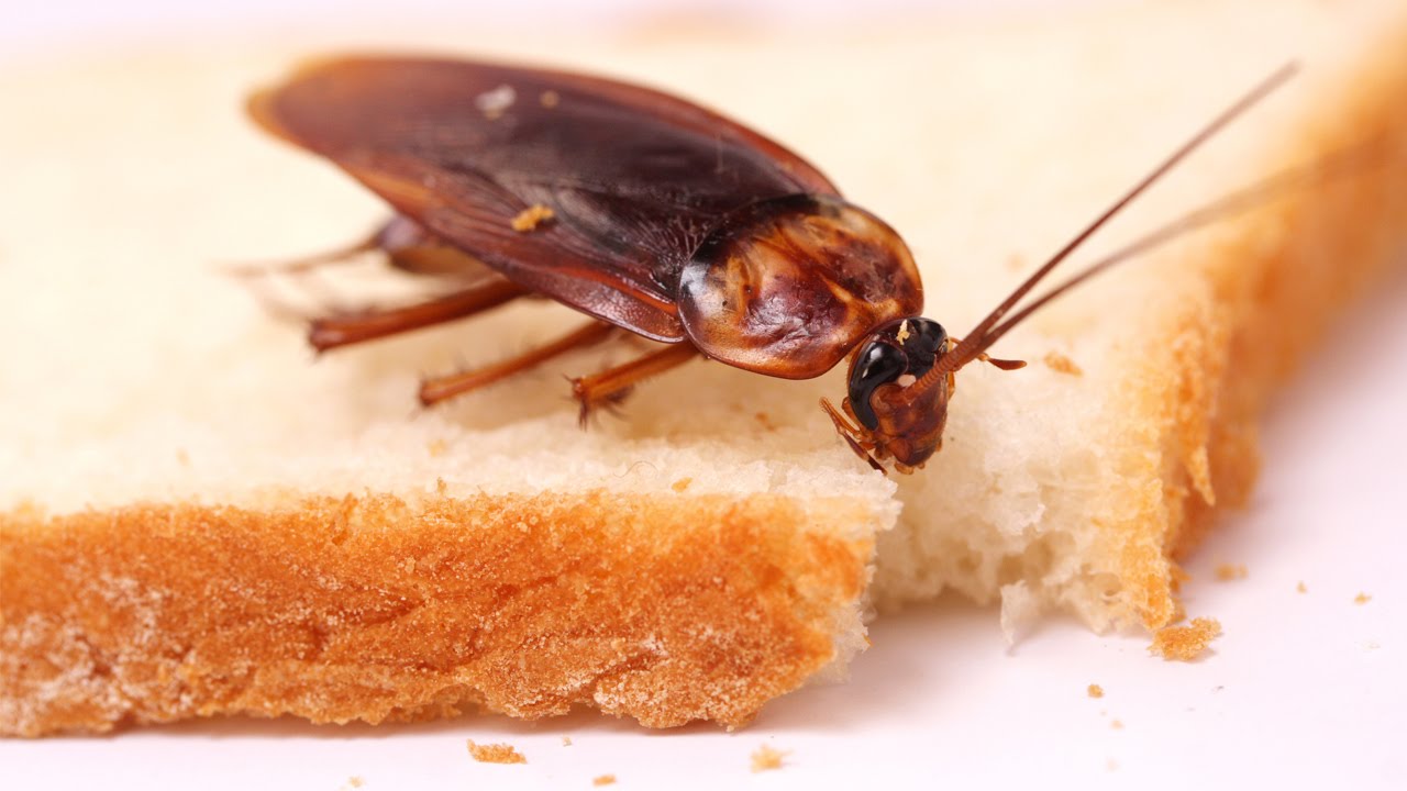 Kā noķert prusakus virtuvē, izmantojot nelielu daudzumu vazelīna: efektīva pašdarināta lamatas