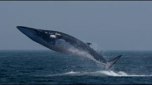 Emocionāla seivala atgriešanās Argentīnas jūrā: kāpēc tas ir cerības stars izmiršanas priekšā.