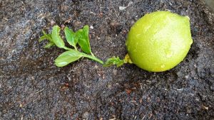 Kāda ietekme uz augu ir citrona mizas novietošanai pie citrona koka pamatnes?