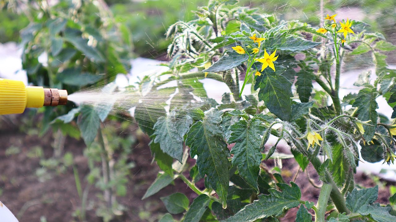 Sensācija lauksaimniecībā: pētnieki no Valensijas ir izstrādājuši aerosolu, kas palielina tomātu izturību pret sausumu.