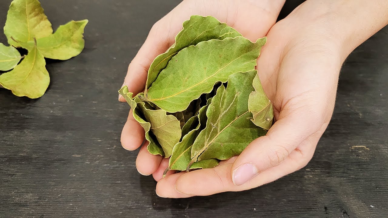 Lauru lapu un pārtikas sodas sajaukšana: kāpēc tas ir noderīgi un kāpēc tas ir ieteicams.