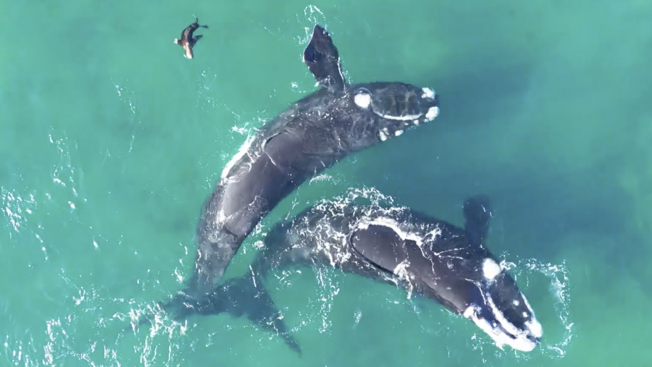Emocionāla seivala atgriešanās Argentīnas jūrā: kāpēc tas ir cerības stars izmiršanas priekšā.
