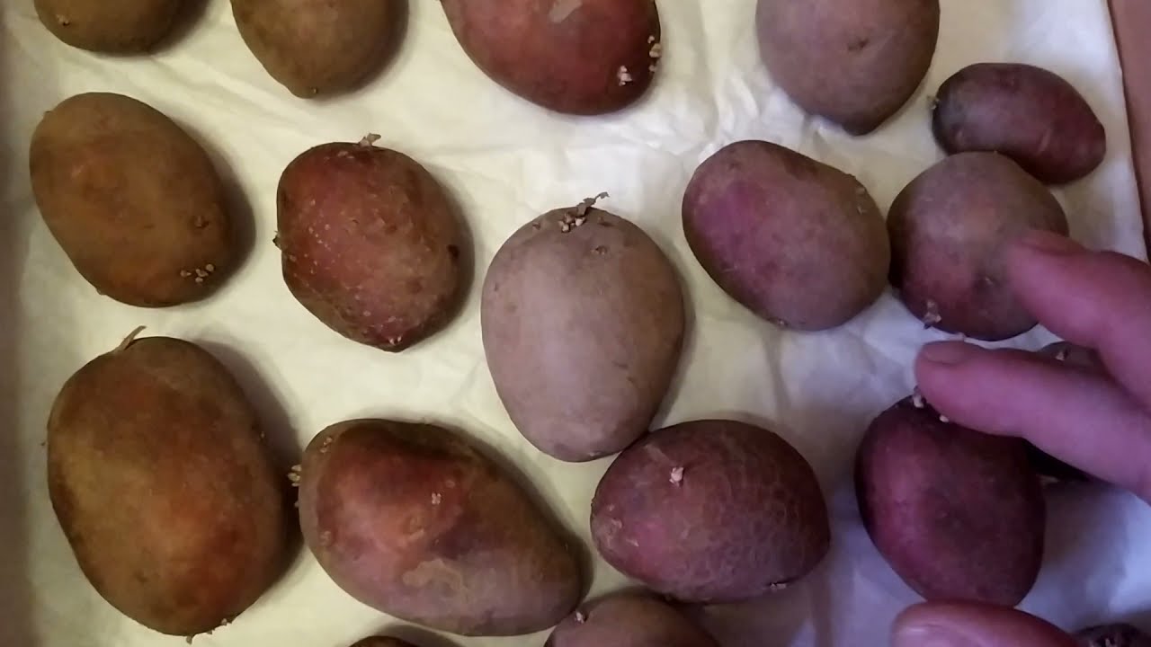 Kartupeļi neizaugs un neizžūs pēc 6 mēnešiem: kā tos uzglabāt.