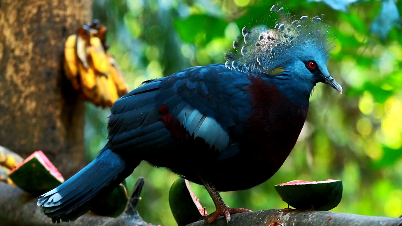 Nozīmīgs notikums pasaules zooloģijā: pirmo reizi nebrīvē piedzimis pasaulē lielākais balodis.