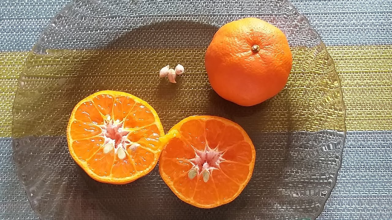 Neizmetiet mandarīnu sēklas, tās ir īsts dārgums: kā tās atkārtoti izmantot savos augos.