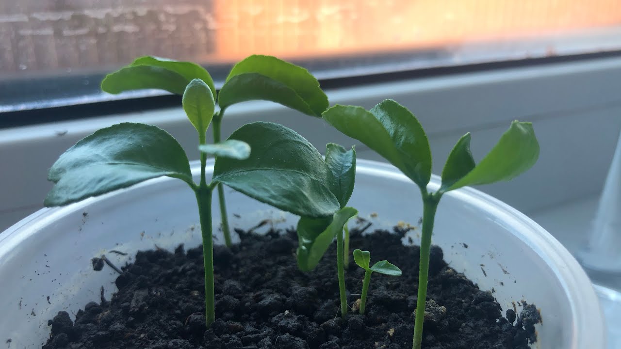 Neizmetiet mandarīnu sēklas, tās ir īsts dārgums: kā tās atkārtoti izmantot savos augos.