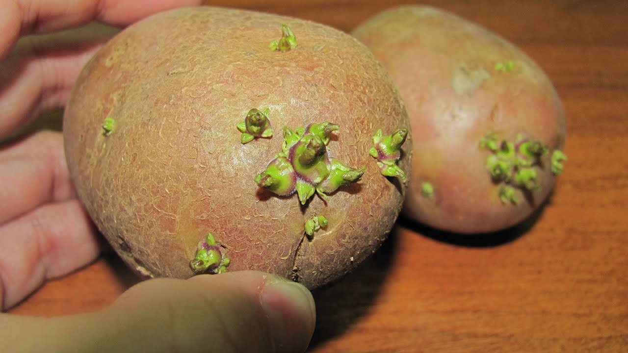 Kartupeļi neizaugs un neizžūs pēc 6 mēnešiem: kā tos uzglabāt.