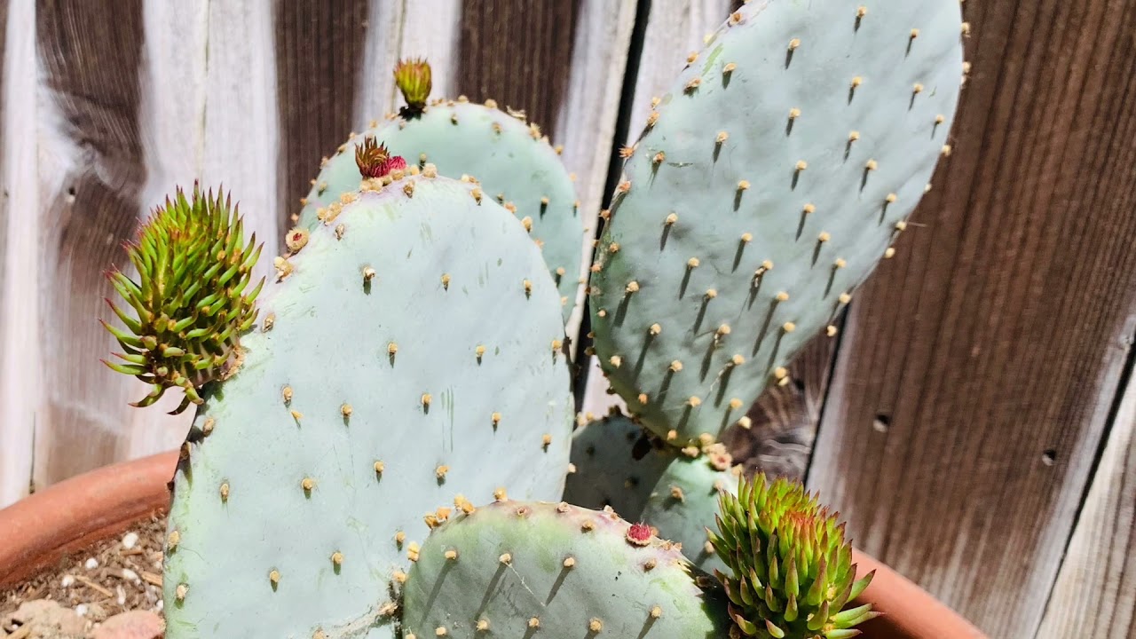 Rets Argentīnas kaktuss, kas iekarojis kolekcionāru sirdis visā pasaulē.